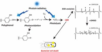 Antimicrobial Intervention by Photoirradiation of Grape Pomace Extracts via Hydroxyl Radical Generation